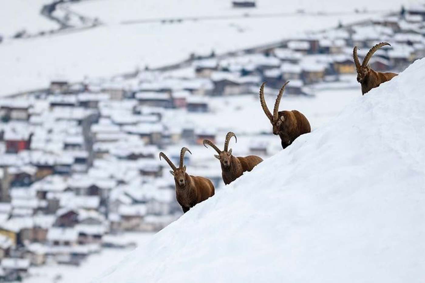 Hotel Camana Veglia Livigno